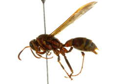 Image of Wasp