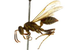 Image of Wasp