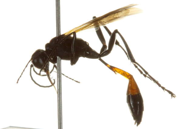 Image of Ammophila pictipennis Walsh 1869