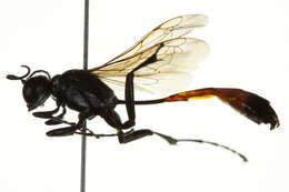 Ammophila femurrubra W. Fox 1894 resmi