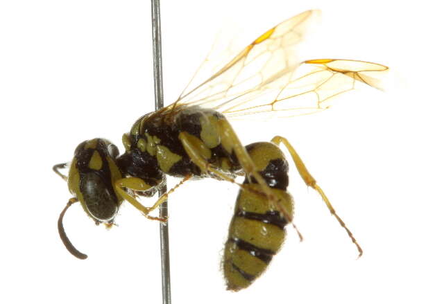 Philanthus multimaculatus Cameron 1891的圖片