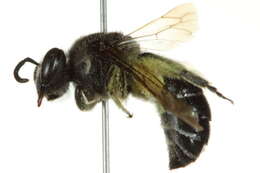 Colletes thysanellae Mitchell 1951 resmi