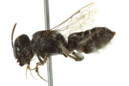 Image of Megachile odontostoma Cockerell 1924