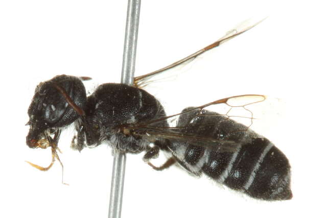 Image of Megachile odontostoma Cockerell 1924