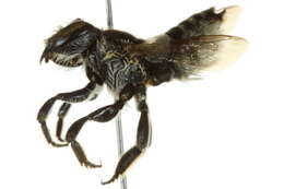 Image of White-footed Leaf-cutter Bee