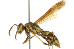 Image of Wasp