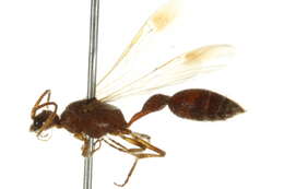 Bradynobaenidae resmi