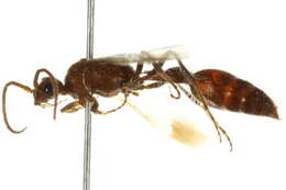 Image of Bradynobaenidae