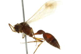 Image of Bradynobaenidae