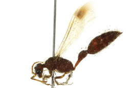 Image of Bradynobaenidae