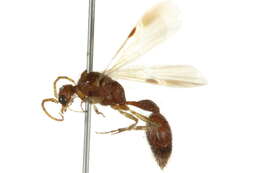 Image of Bradynobaenidae