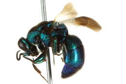 Image of Chrysidinae