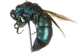 صورة <i>Chrysis angolensis</i>