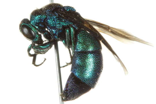 Image of <i>Chrysis angolensis</i>