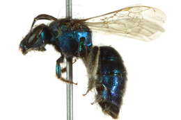 Image of Augochloropsis Cockerell 1897