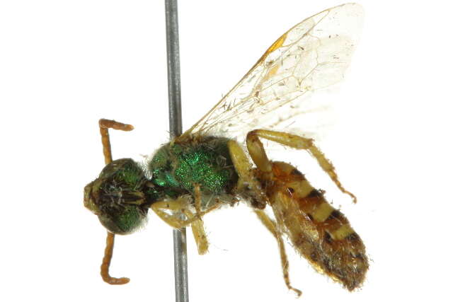 Image of Honey-bellied Agapostemon