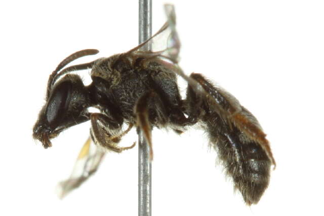 Image of Lasioglossum robertsoni (Crawford 1906)