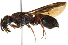 Image of Parancistrocerus histrio (Lepeletier 1841)