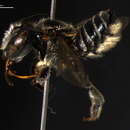 Imagem de <i>Megachile pseudobrevis</i>