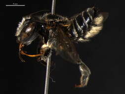 Imagem de <i>Megachile pseudobrevis</i>