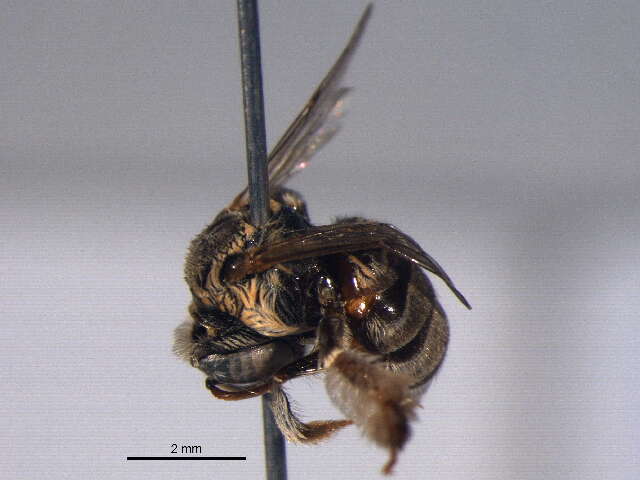 Image of Anthophorula compactula Cockerell 1897