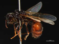 Image of Rough Harvester Ant