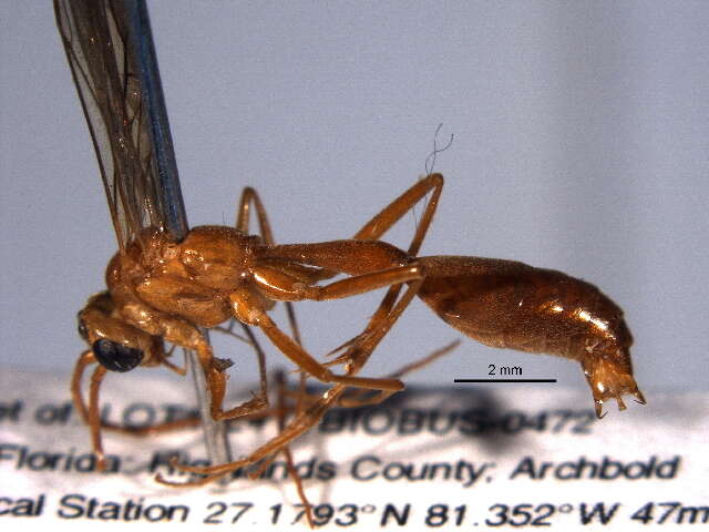 Image of rhopalosomatid wasps