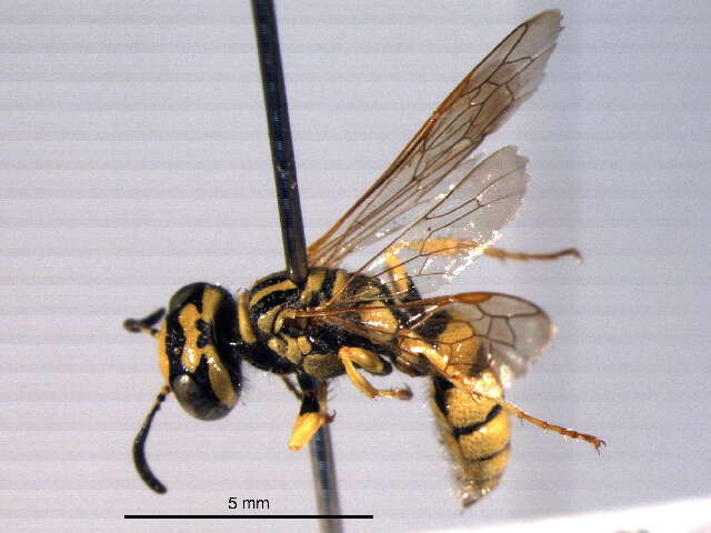 Philanthus multimaculatus Cameron 1891的圖片