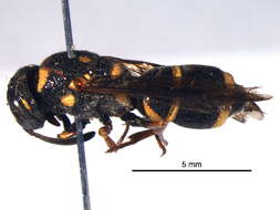 Image of Parancistrocerus fulvipes rufovestis Bohart 1948