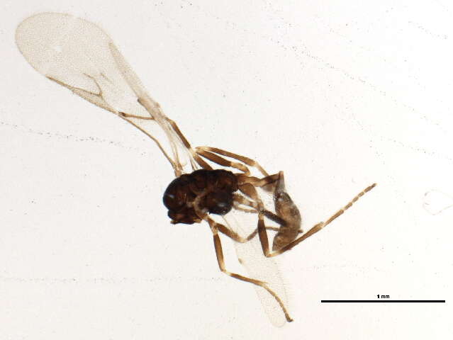 Image of Aphidius platensis