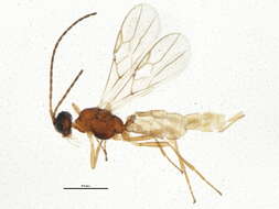 Image of Hormiinae