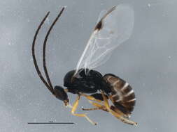 Image of <i>Apanteles samarshalli</i> Fernández-Triana