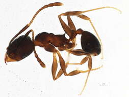 Image of Pheidole sciophila Wheeler 1908