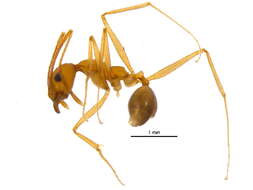 Image de Pheidole desertorum Wheeler 1906