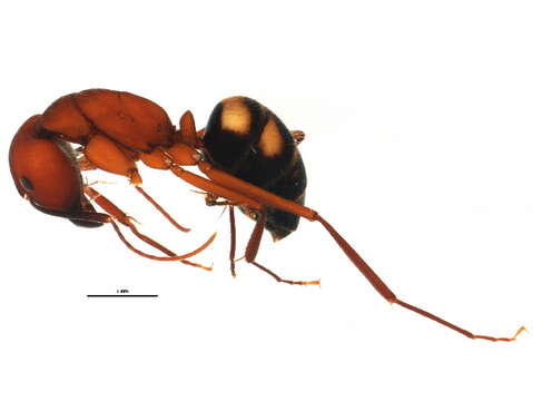 Plancia ëd Camponotus socius Roger 1863