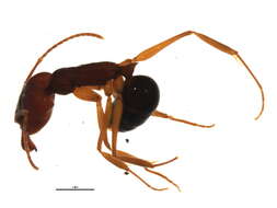 Image of Trap-jaw Ants