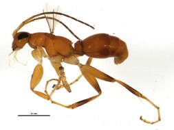 Image of rhopalosomatid wasps