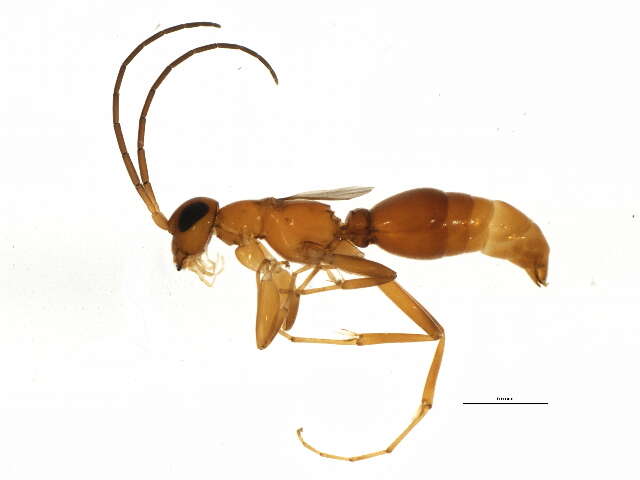 Image of rhopalosomatid wasps