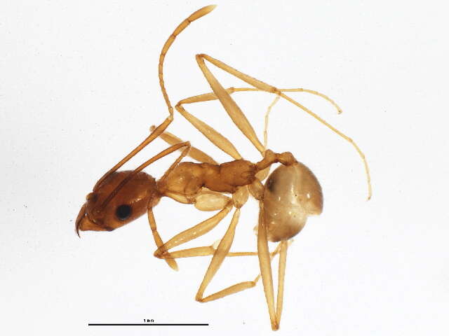 Image de Pheidole desertorum Wheeler 1906