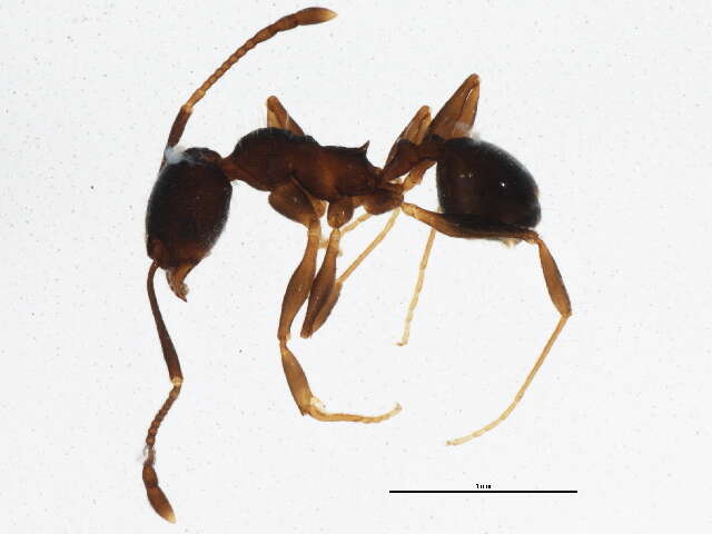 Image of Pheidole sciophila Wheeler 1908