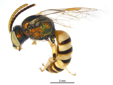 Agapostemon melliventris Cresson 1874的圖片