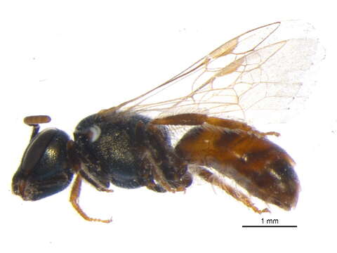 Lasioglossum eophilium (Ellis 1914)的圖片