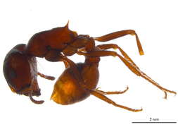Image of Rough Harvester Ant
