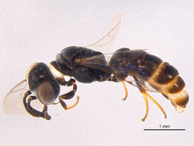 Image of Crabronid wasp