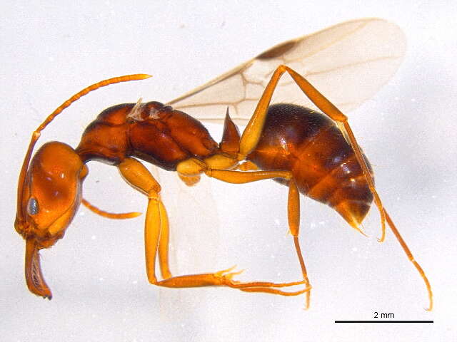 Image of Trap-jaw Ants