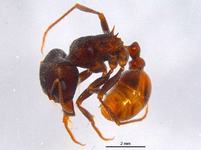 Image of Rough Harvester Ant