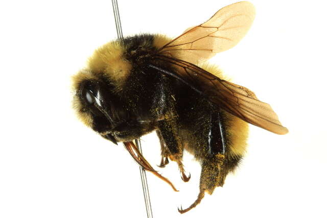 Sivun Bombus borealis Kirby 1837 kuva