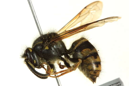 Image of Dolichovespula alpicola Eck 1984