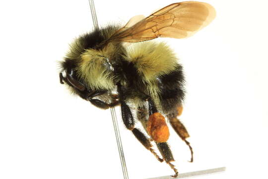 Image of Yellow Head Bumble Bee