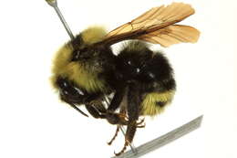 Image of Indiscriminate Cuckoo Bumble Bee